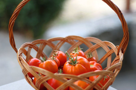Basket of picked homegrown tomatoes in the garden. Selective focus.の写真素材