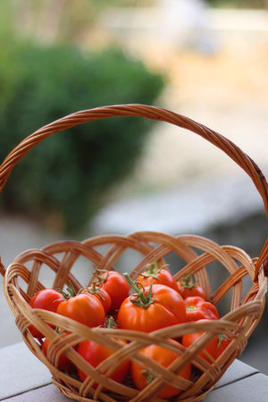 Basket of picked homegrown tomatoes in the garden. Selective focus.の写真素材