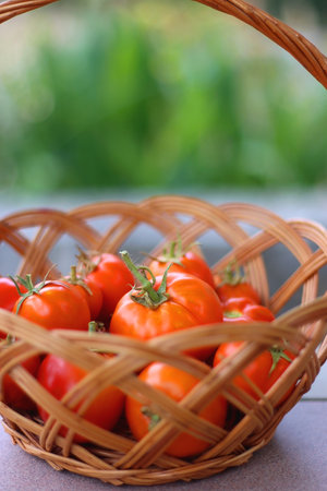 Basket of picked homegrown tomatoes in the garden. Selective focus.の写真素材