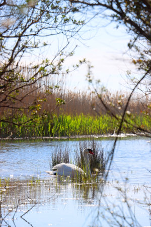 Swan in beautiful Lake Vrana, Croatia.の写真素材