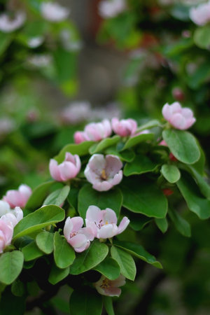 Pink blossoms on quince tree. Selective focus.の写真素材
