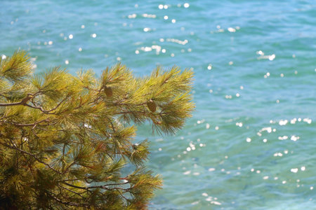 Pine tree branches on the beach. Selective focus.の写真素材