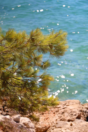 Pine tree branches on the beach. Selective focus.の写真素材