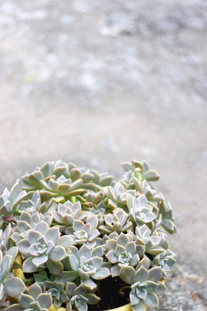 Ghost plant succulent in a garden. Selective focus.の写真素材