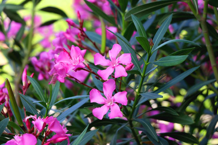 Pink oleander flowers in the garden. Selective focus.