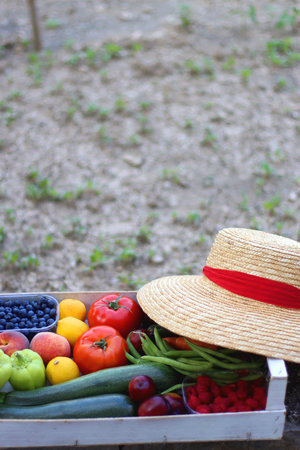 Crate with fresh homegrown fruit and vegetable and straw hat in the garden. Selective focus.の写真素材