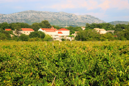 Traditional vineyard on Peljesac peninsula, Croatia. Selective focus.の写真素材