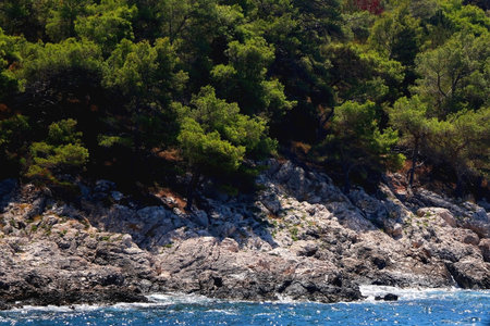 Pine tree growing by the sea. Beautiful Mediterranean landscape.の写真素材