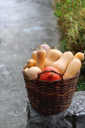 Basket full of picked homegrown pumpkins. Fall season in the garden. Selective focus.の写真素材
