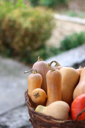 Basket full of picked homegrown pumpkins. Fall season in the garden. Selective focus.の写真素材