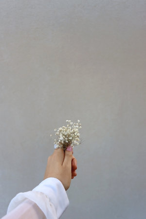 Hand with silver rings and pastel pink nail polish, holding gypsophila flowers. Minimal gray background. Selective focus.の写真素材