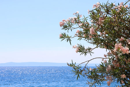 Pale pink oleander flowers growing by the sea. Selective focus.の写真素材