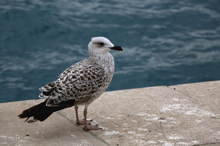 Seagull standing on the rock by the sea. Selective focus.の写真素材