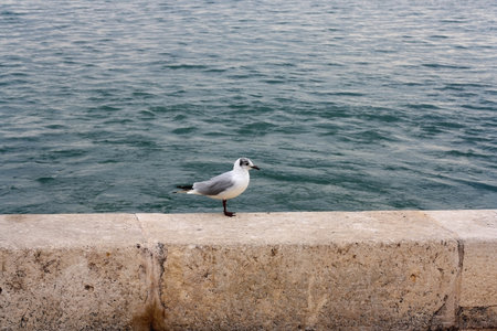 Seagull standing on the rock by the sea. Selective focus.の写真素材