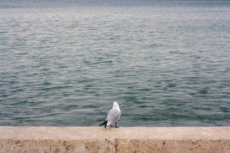 Seagull standing on the rock by the sea. Selective focus.