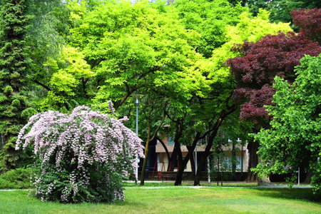 Pink abelia bush in park Ribnjak, Zagreb, Croatia.の写真素材