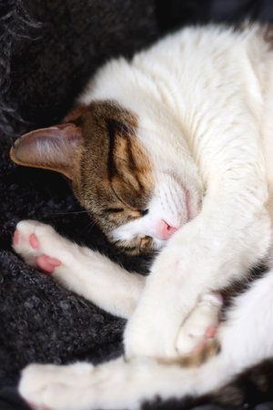 Cute tabby cat sleeping on dark gray blanket. Selective focus.の写真素材