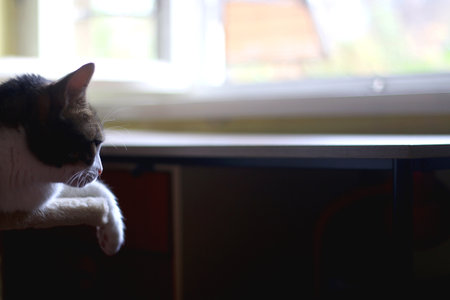 Cute tabby cat sleeping on the cat tree at home. Selective focus.の写真素材