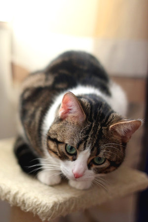 Cute tabby cat sleeping on the cat tree at home. Selective focus.の写真素材