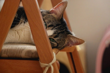 Cute tabby cat is sleeping on a wooden chair. Selective focus.の写真素材