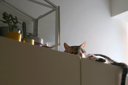 Cute tabby cat is sleeping on a cupboard at home. Selective focus.の写真素材