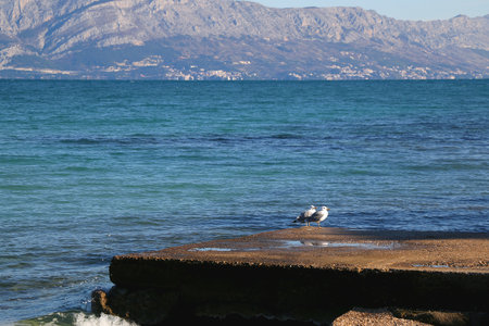 Flock of seagulls on the beach.の写真素材