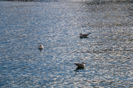 Flock of seagulls on the beach.の写真素材