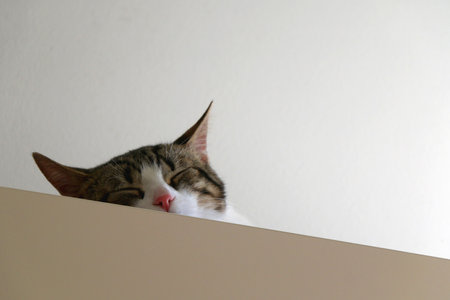 Cute tabby cat is sleeping on a cupboard at home. Selective focus.の写真素材