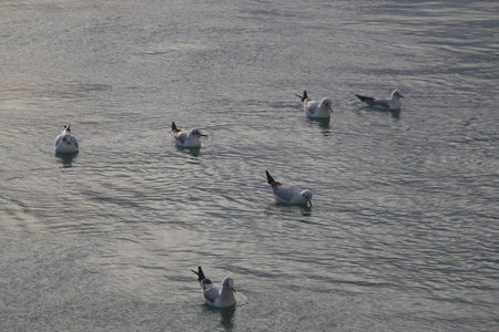 Flock of seagulls on the beach.の写真素材