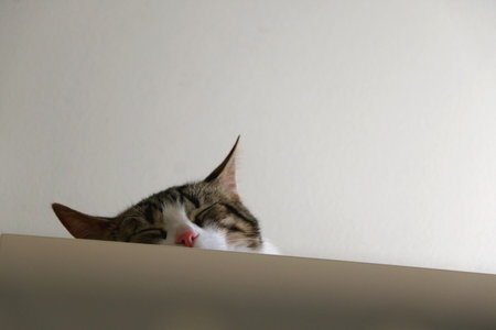 Cute tabby cat is sleeping on a cupboard at home. Selective focus.の写真素材