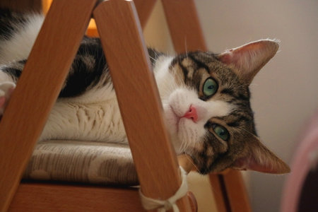 Cute tabby cat is sleeping on a wooden chair. Selective focus.の写真素材