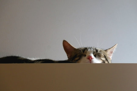 Cute tabby cat is sleeping on a cupboard at home. Selective focus.の写真素材