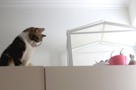 Cute tabby cat is sleeping on a cupboard at home. Selective focus.の写真素材