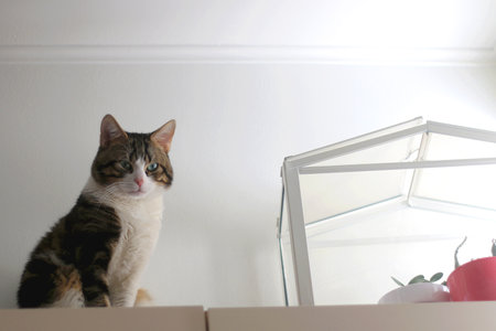 Cute tabby cat is sitting on a cupboard at home. Selective focus.の写真素材