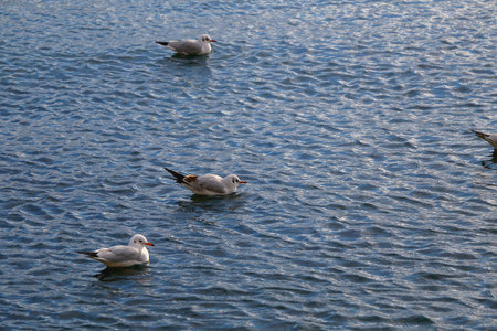 Seagulls on the water.の写真素材