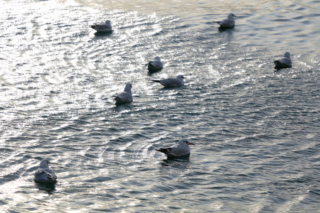 Seagulls on the water.の写真素材