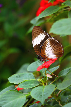 Beautiful butterfly with selective focus.