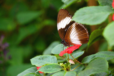 Beautiful butterfly in the greenhouse.の写真素材