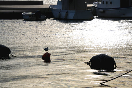 Flock of seagulls on the beach.の写真素材
