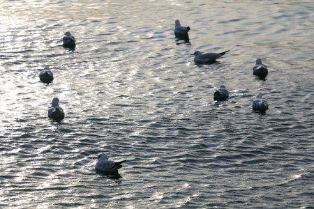 Flock of seagulls.の写真素材