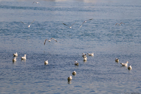 Flock of seagulls on the water.の写真素材