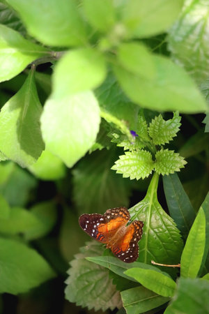 Beautiful butterfly in the greenhouse. Selective focus.の写真素材
