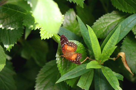 Beautiful butterfly in the greenhouse. Selective focus.の写真素材
