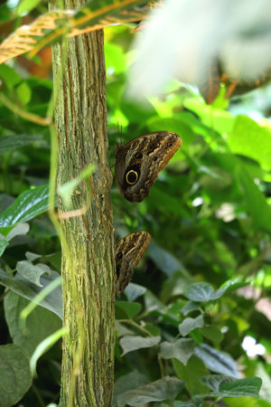 Beautiful butterfly in the greenhouse. Selective focus.の写真素材