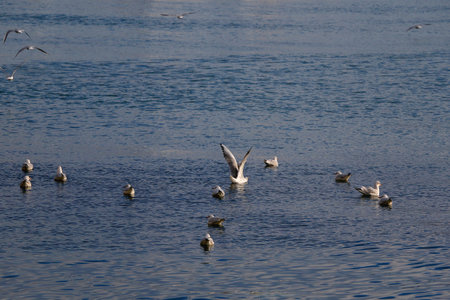 Flock of seagulls on the beach.の写真素材