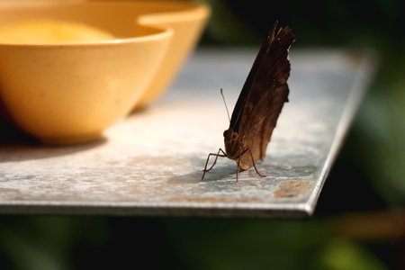 Beautiful butterfly in the greenhouse. Selective focus.の写真素材