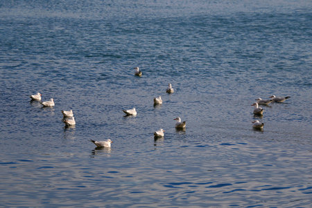 Flock of seagulls.の写真素材