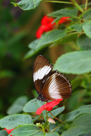 Beautiful butterfly in the greenhouse. Selective focus.の写真素材