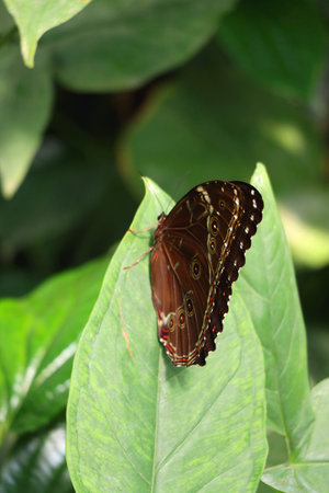 Beautiful butterfly in the greenhouse. Selective focus.の写真素材