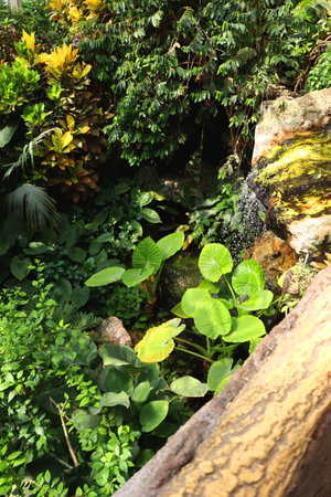 Glasshouse with beautiful tropical plants in Vienna, Austria.の写真素材